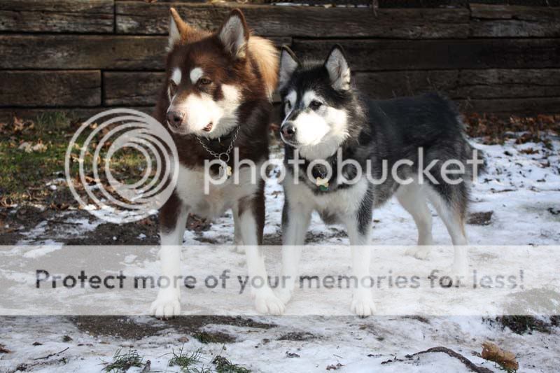 IMAGE: http://i461.photobucket.com/albums/qq335/willblackwell/The%20Dogs/IMG_0142.jpg