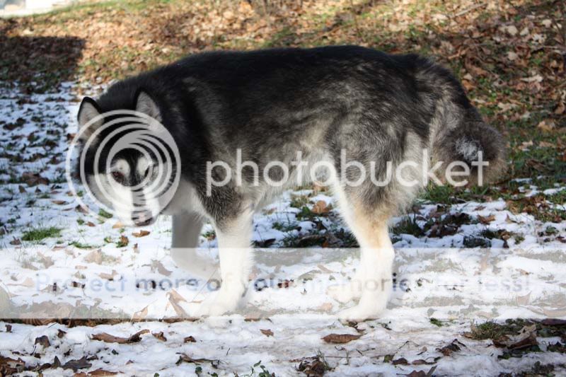 IMAGE: http://i461.photobucket.com/albums/qq335/willblackwell/The%20Dogs/IMG_0146.jpg