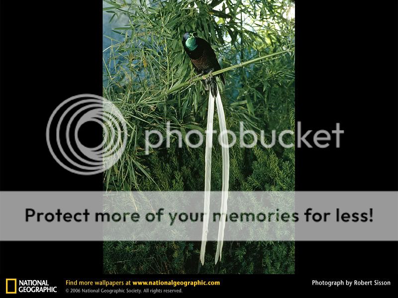 bird photo: bird bird2.jpg