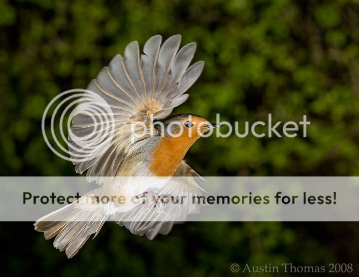 bird photo: bird 1 bird5.jpg