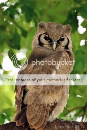 bird photo: bird 2 bird6.jpg