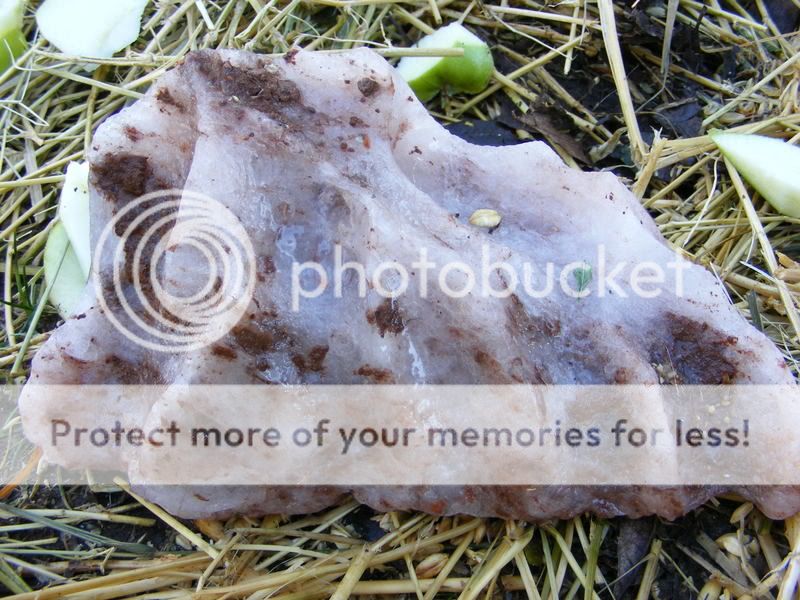 baiting deer/elk for the cam/shot IFish Fishing Forum