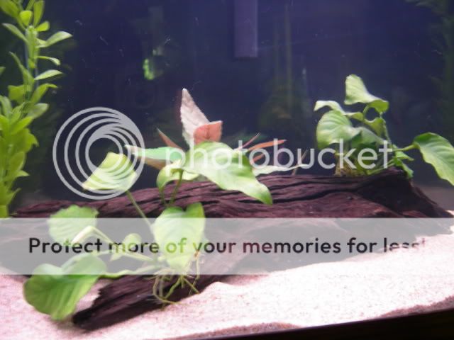 anchoring plants to driftwood